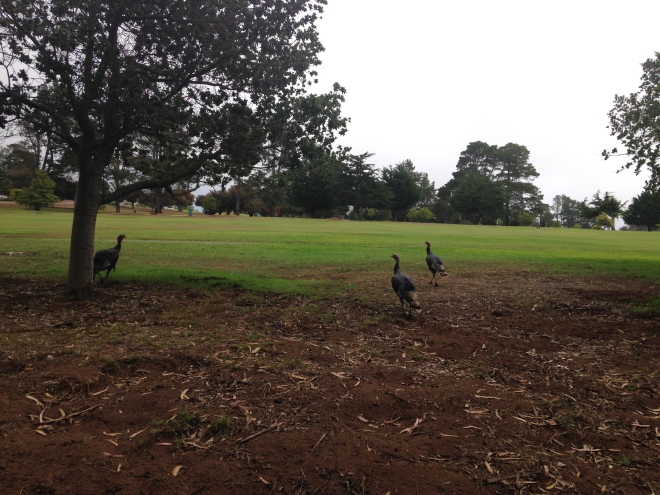 Some Jakes running around on Morro Bay Golf Course.