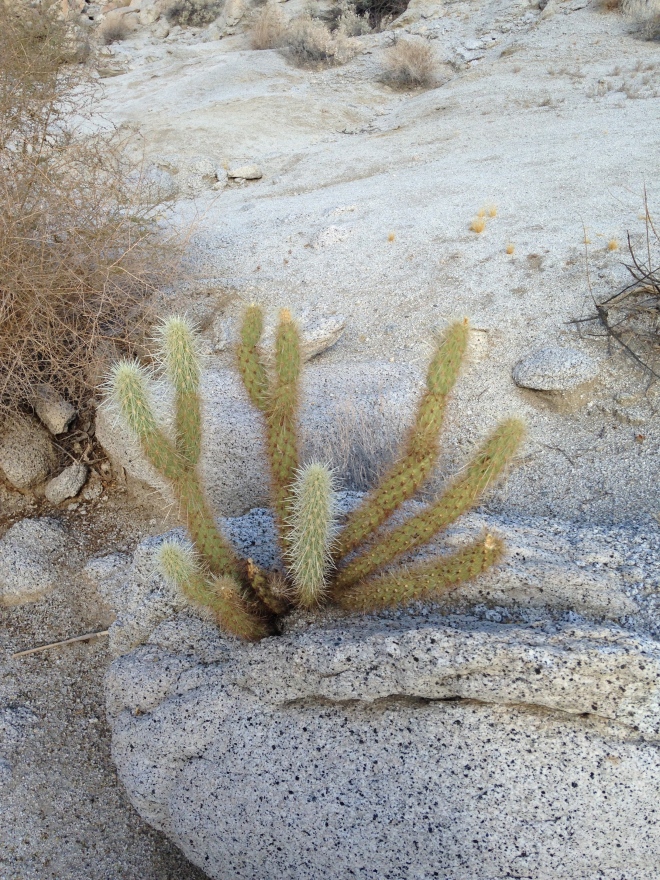 Damn the Cholla are tough. This one is growing out of the granite.